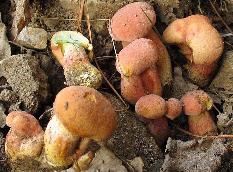Xerocomus persicolor e armeniacus